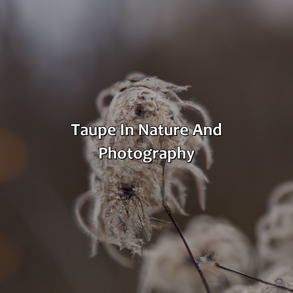 Taupe In Nature And Photography  - What Color Goes With Taupe, 