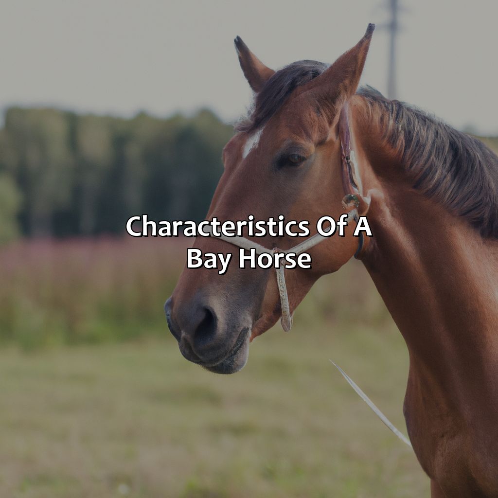 Characteristics Of A Bay Horse  - What Color Is A Bay Horse, 