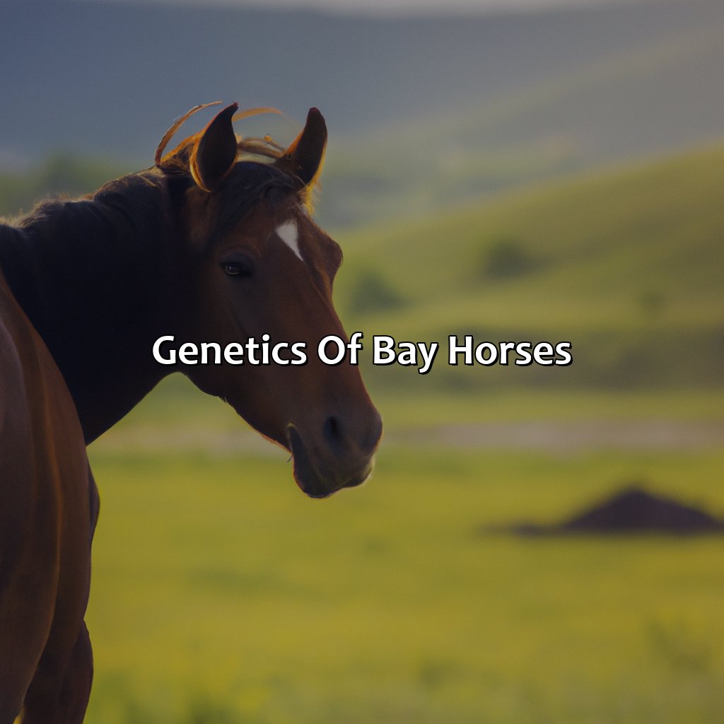 Genetics Of Bay Horses  - What Color Is A Bay Horse, 