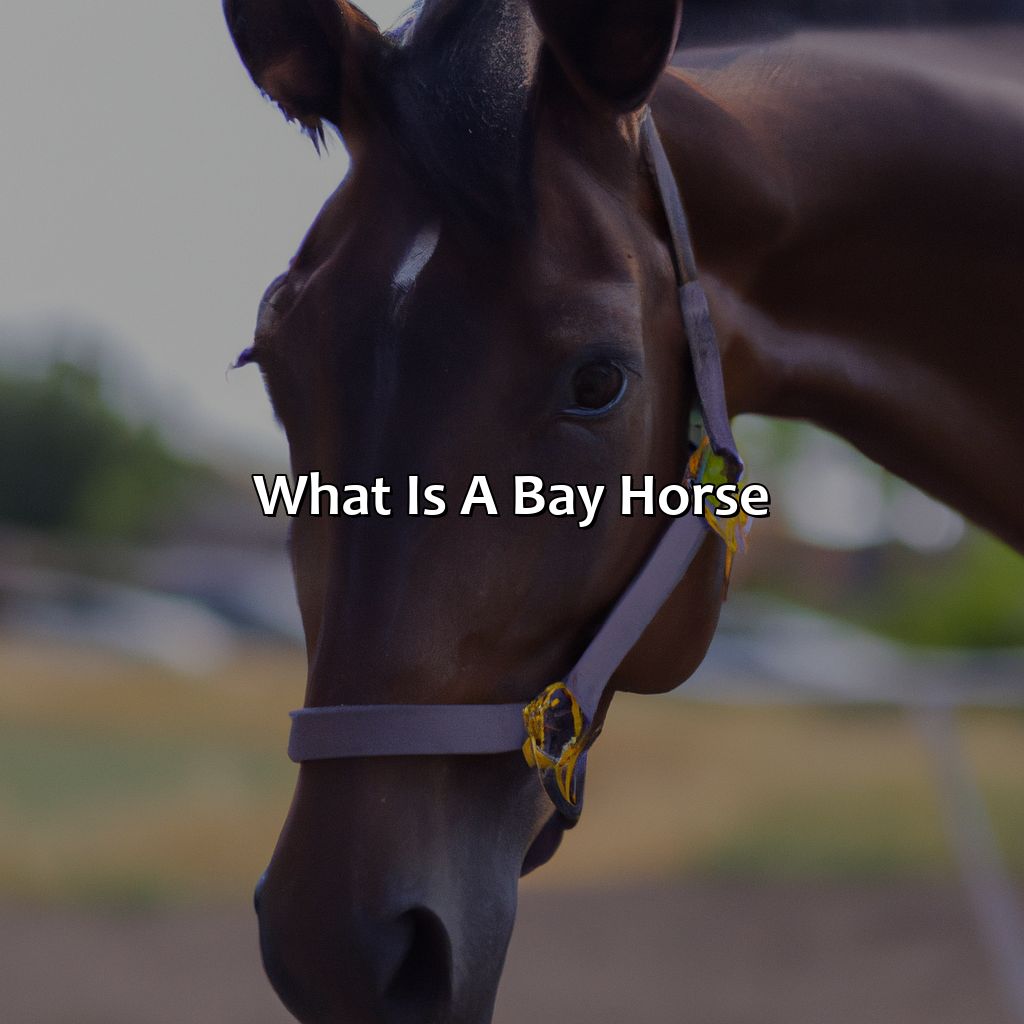 What Is A Bay Horse?  - What Color Is A Bay Horse, 