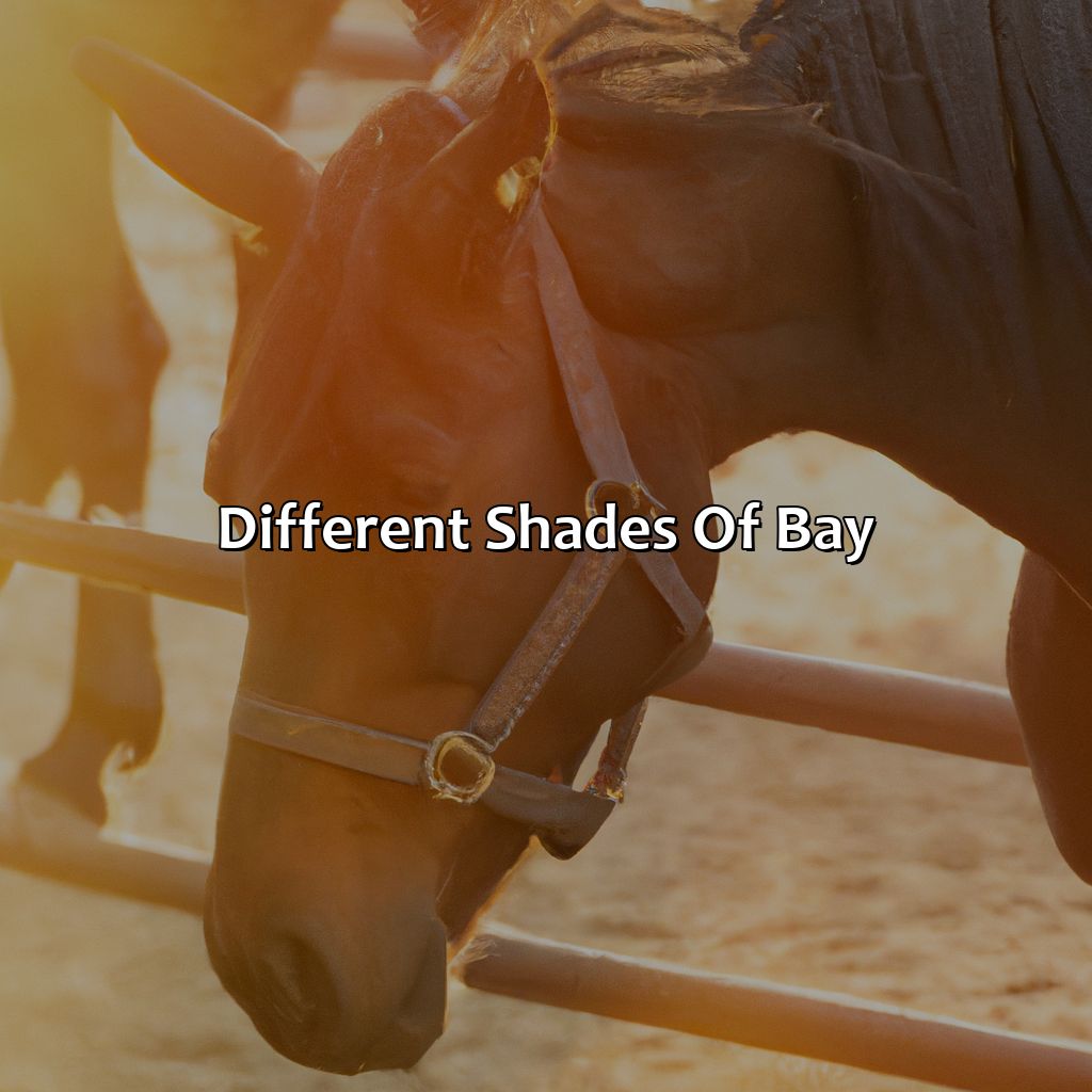 Different Shades Of Bay  - What Color Is A Bay Horse, 