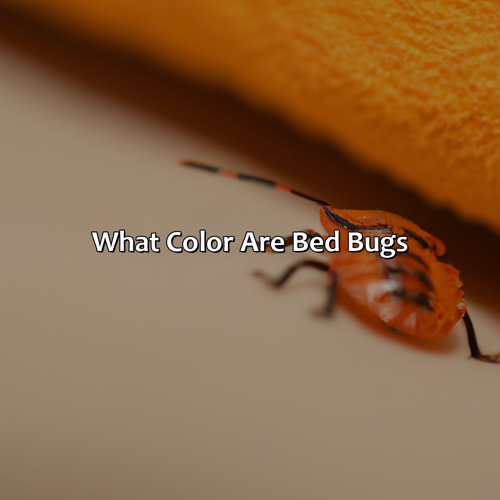 What Color Are Bed Bugs?  - What Color Is A Bed Bug, 
