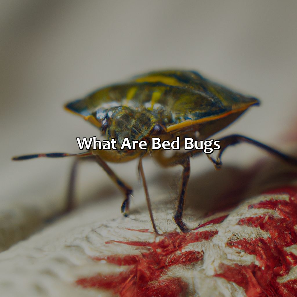 What Are Bed Bugs?  - What Color Is A Bed Bug, 