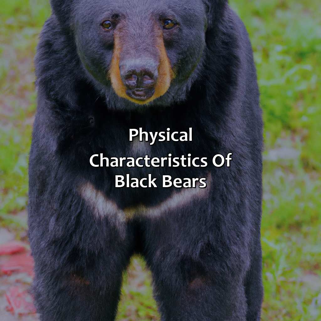 Physical Characteristics Of Black Bears  - What Color Is A Black Bear, 