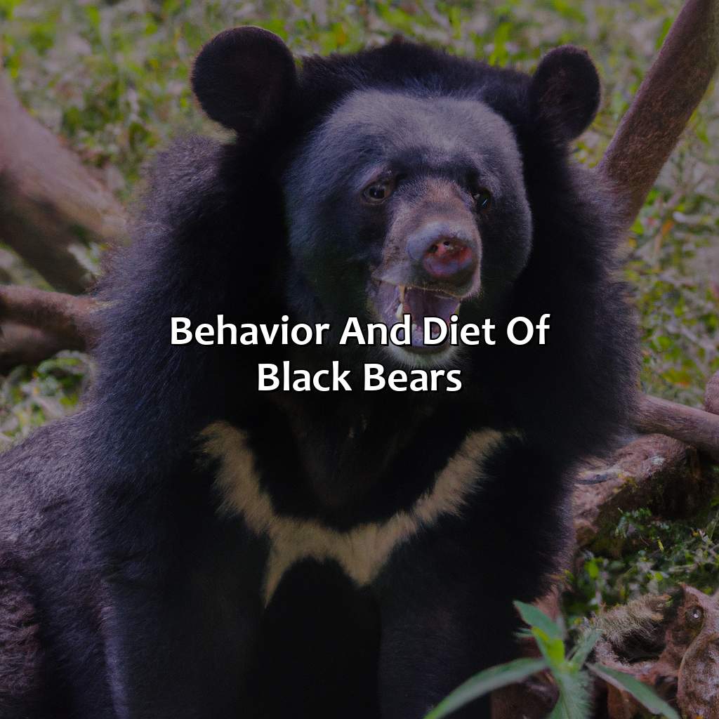 Behavior And Diet Of Black Bears  - What Color Is A Black Bear, 