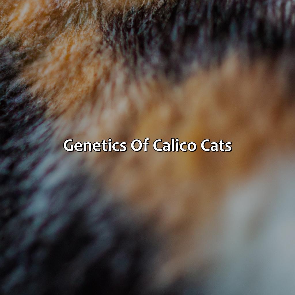 Genetics Of Calico Cats  - What Color Is A Calico Cat, 