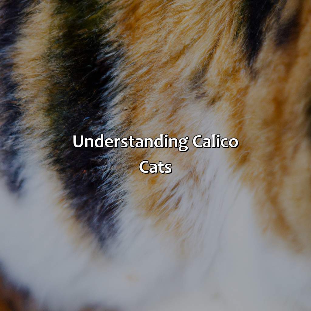 Understanding Calico Cats  - What Color Is A Calico Cat, 