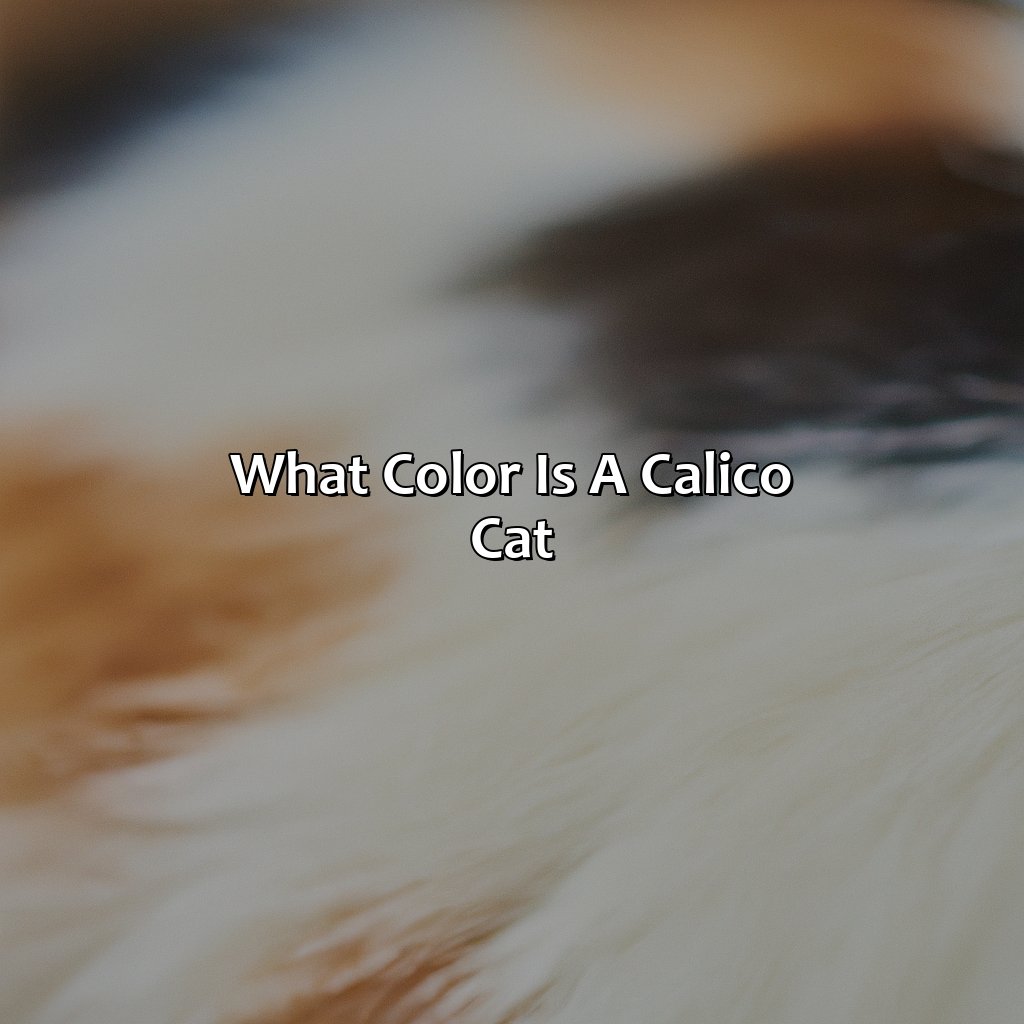 What Color Is A Calico Cat?  - What Color Is A Calico Cat, 