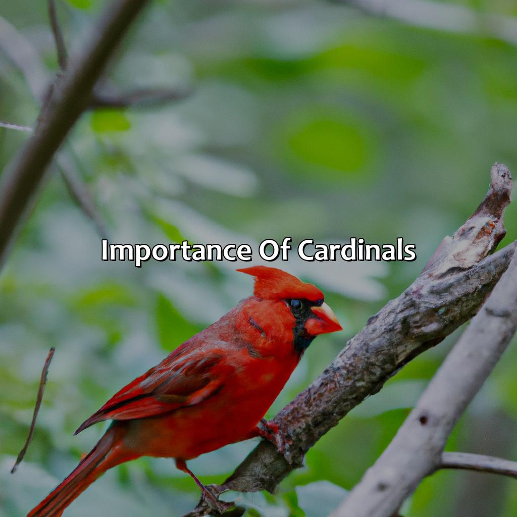 Importance Of Cardinals  - What Color Is A Cardinal, 