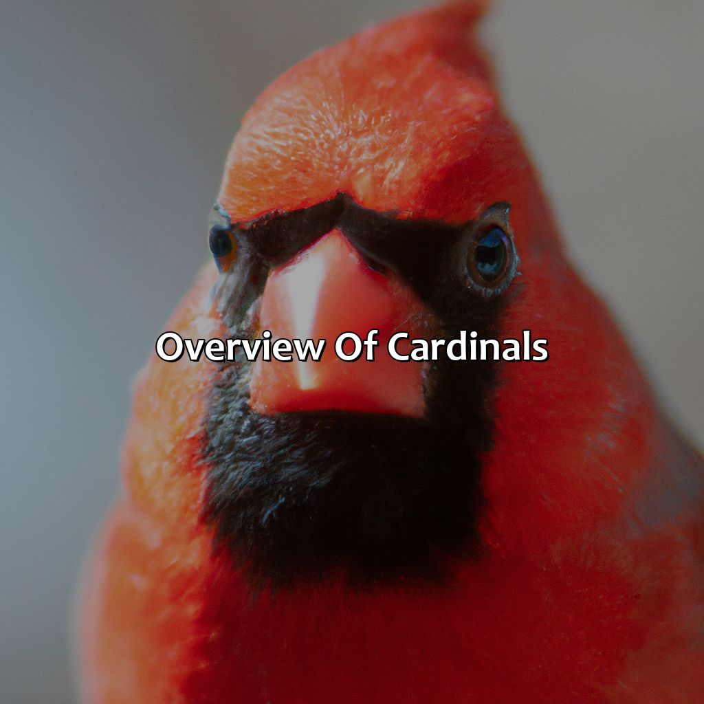 Overview Of Cardinals  - What Color Is A Cardinal, 