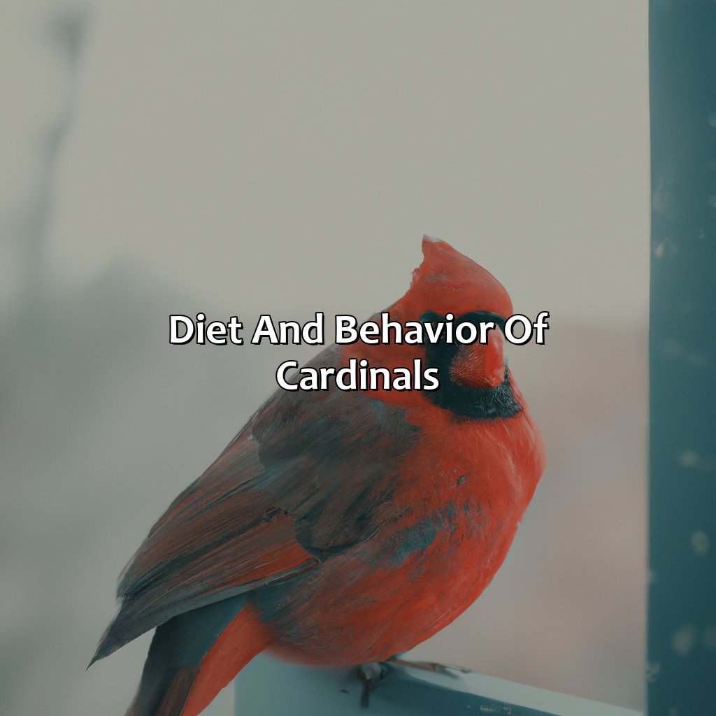 Diet And Behavior Of Cardinals  - What Color Is A Cardinal, 