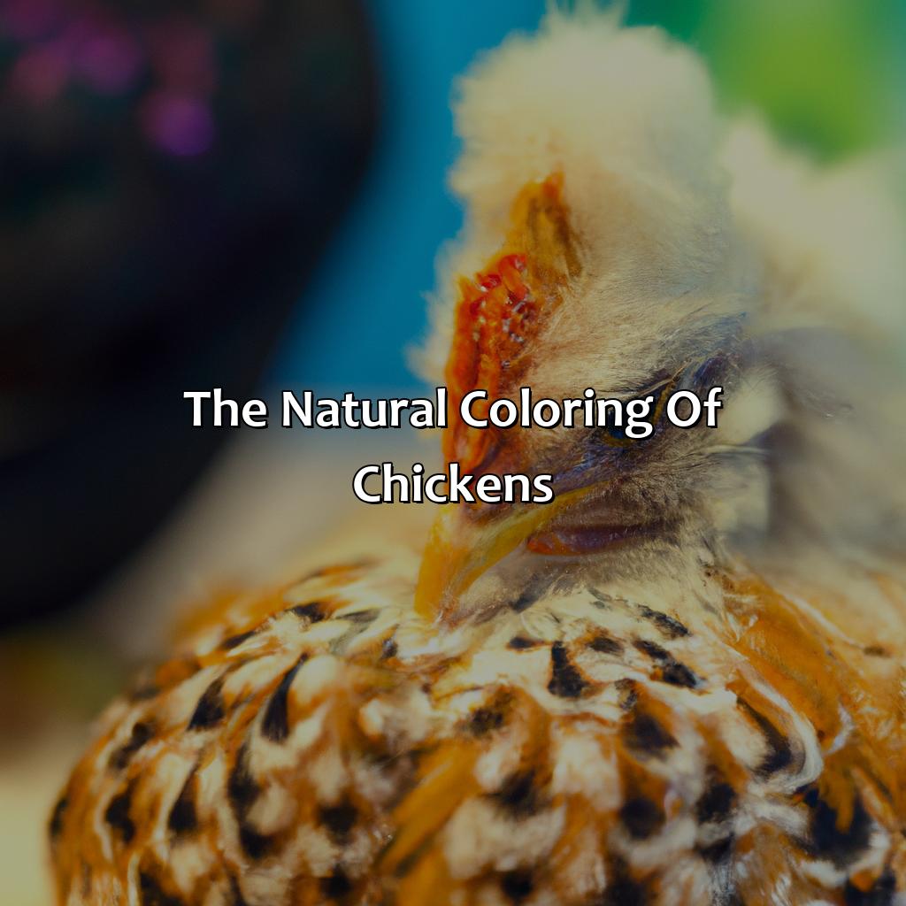 The Natural Coloring Of Chickens  - What Color Is A Chicken, 
