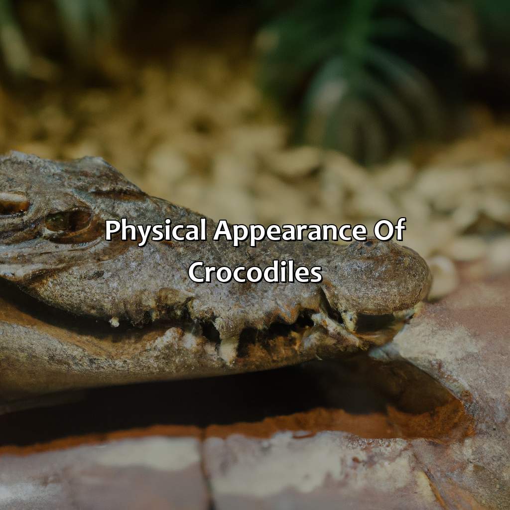 Physical Appearance Of Crocodiles  - What Color Is A Crocodile, 