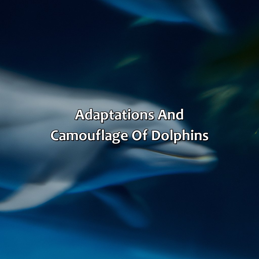 Adaptations And Camouflage Of Dolphins  - What Color Is A Dolphin, 