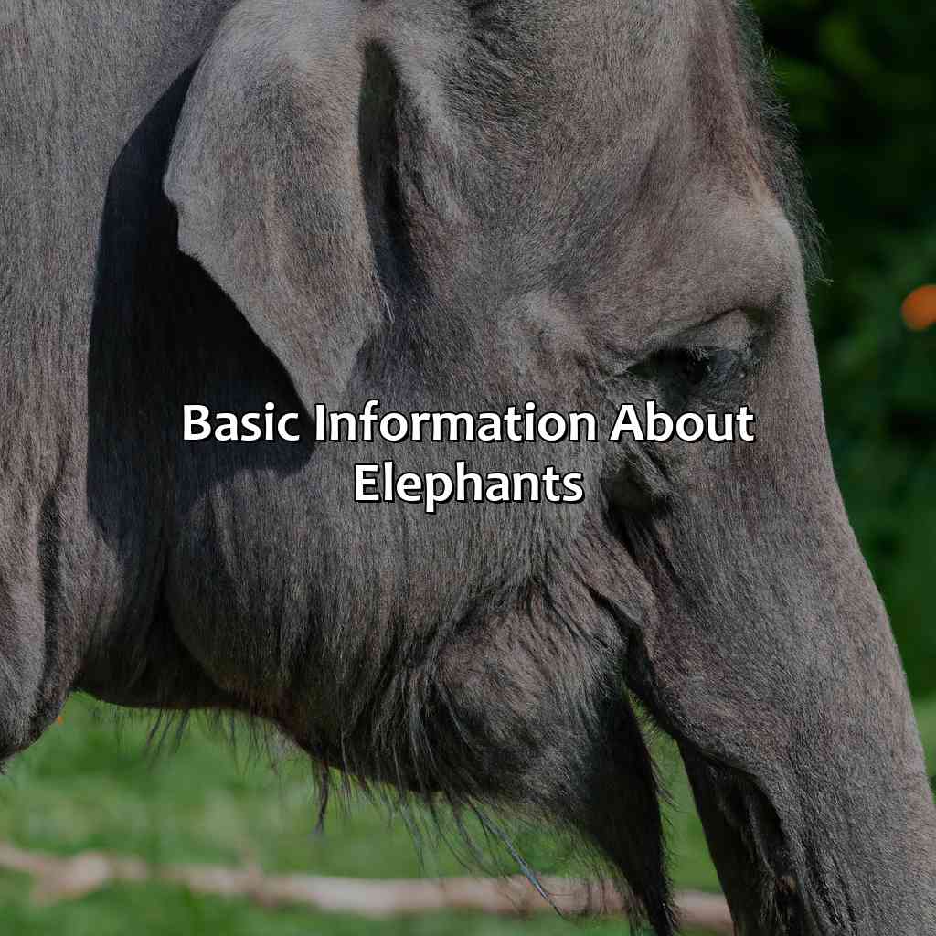 Basic Information About Elephants  - What Color Is A Elephant, 