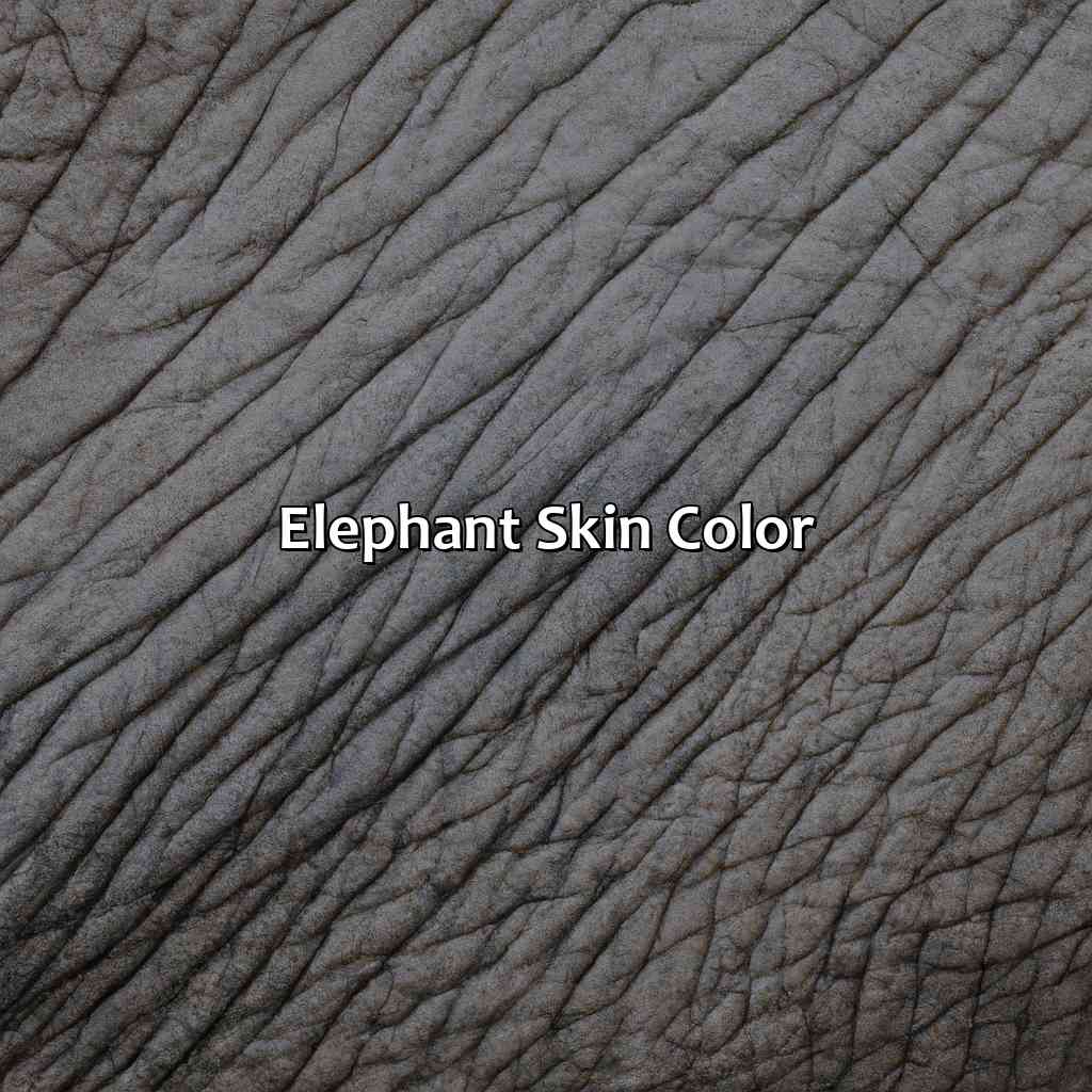 Elephant Skin Color  - What Color Is A Elephant, 