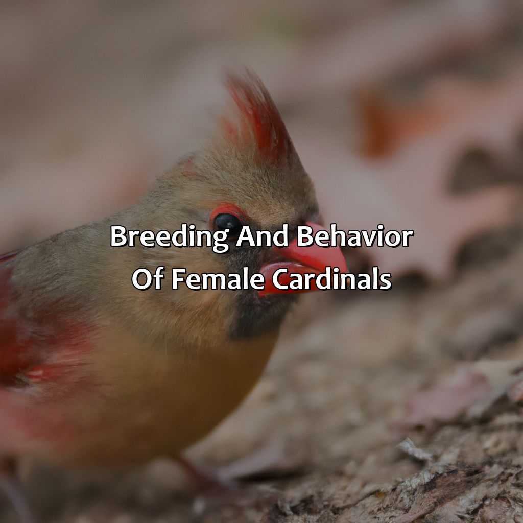 Breeding And Behavior Of Female Cardinals  - What Color Is A Female Cardinal, 