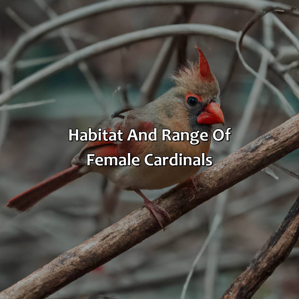 Habitat And Range Of Female Cardinals  - What Color Is A Female Cardinal, 