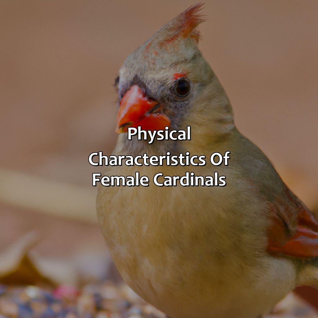 Physical Characteristics Of Female Cardinals  - What Color Is A Female Cardinal, 