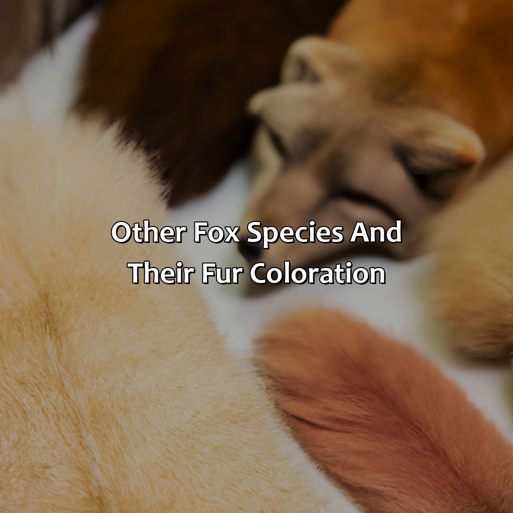 Other Fox Species And Their Fur Coloration  - What Color Is A Fox, 