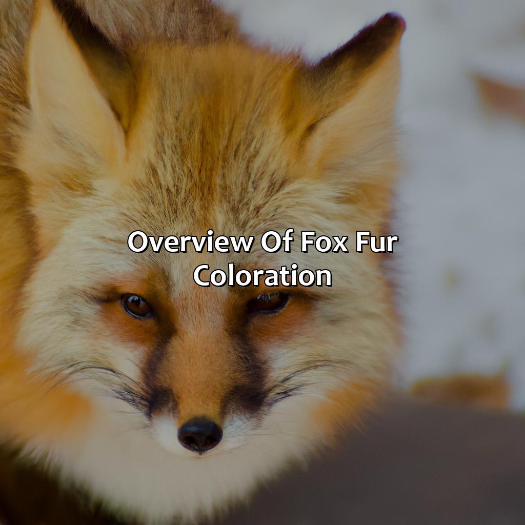 Overview Of Fox Fur Coloration  - What Color Is A Fox, 