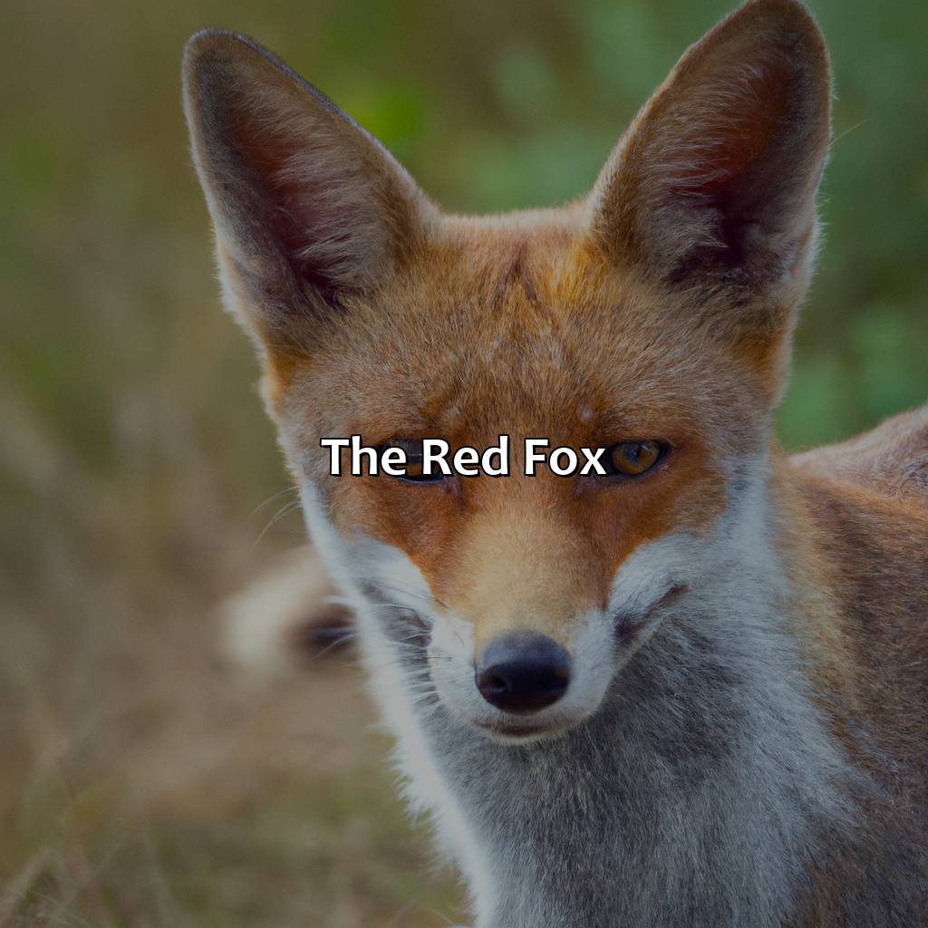 The Red Fox  - What Color Is A Fox, 
