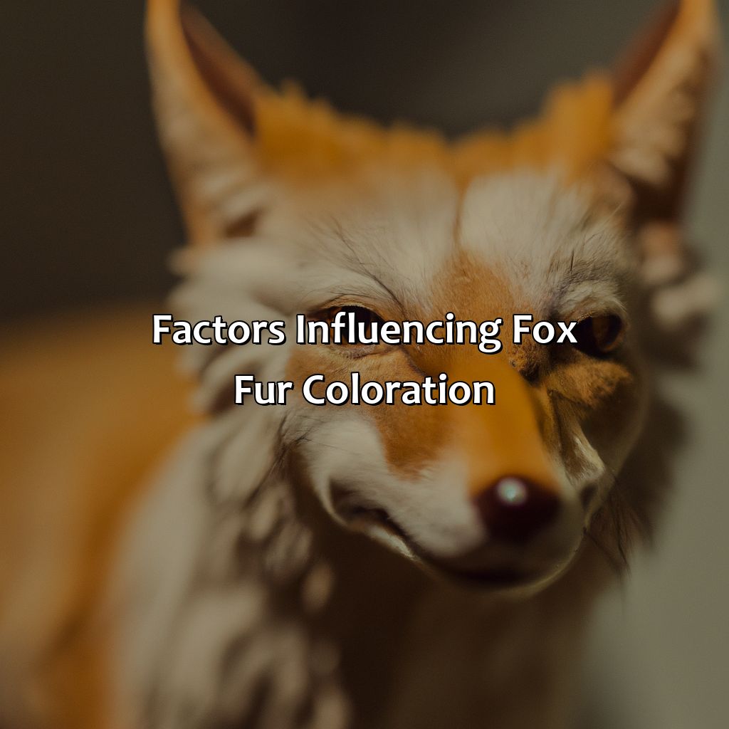 Factors Influencing Fox Fur Coloration  - What Color Is A Fox, 