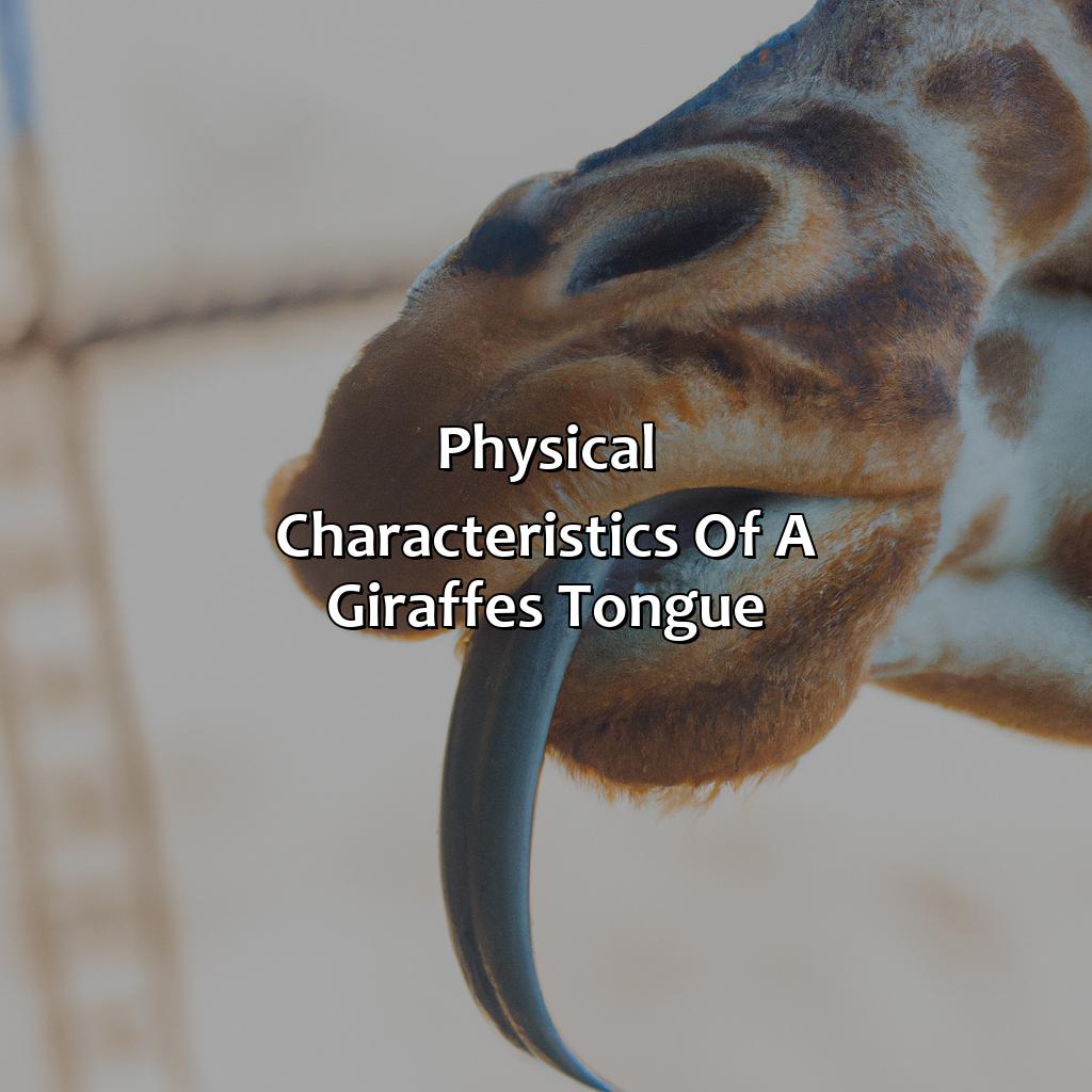 Physical Characteristics Of A Giraffe