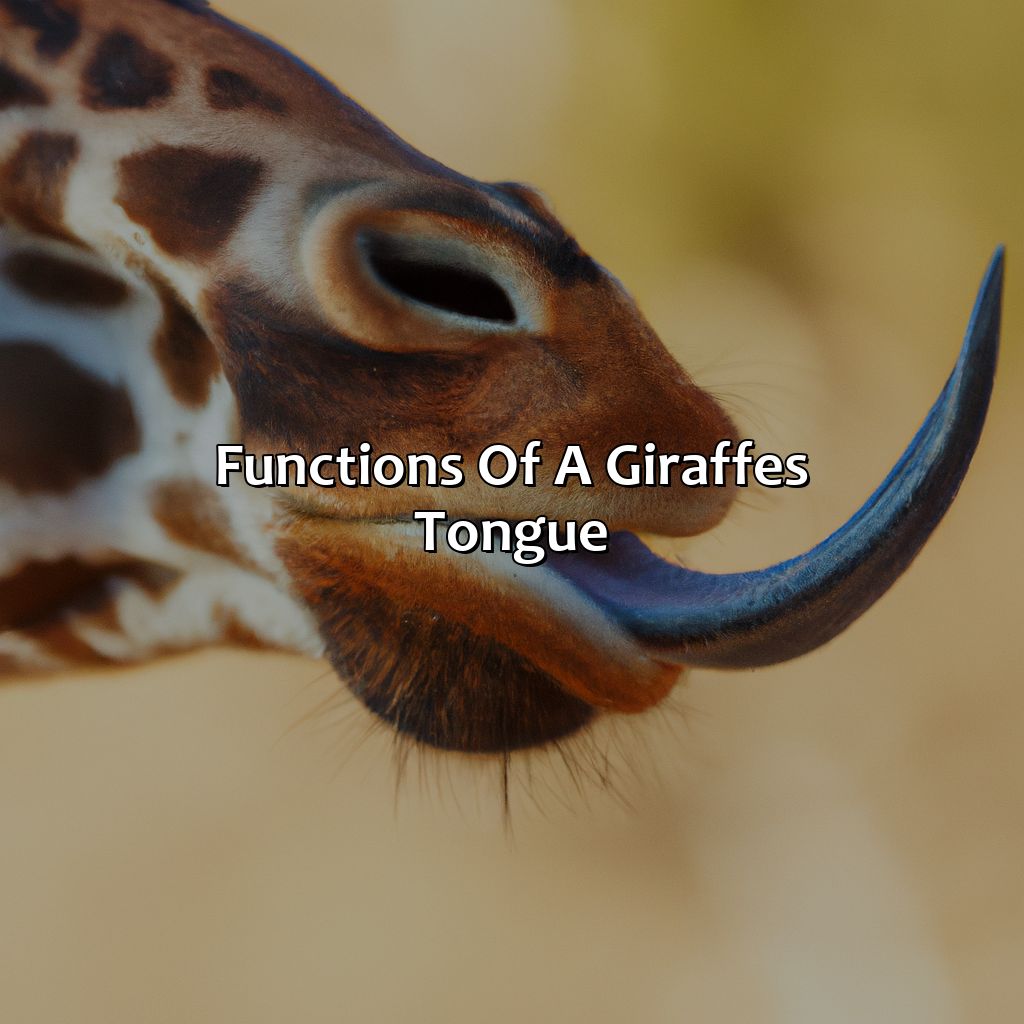Functions Of A Giraffe