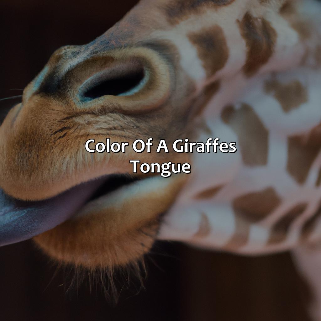 Color Of A Giraffe