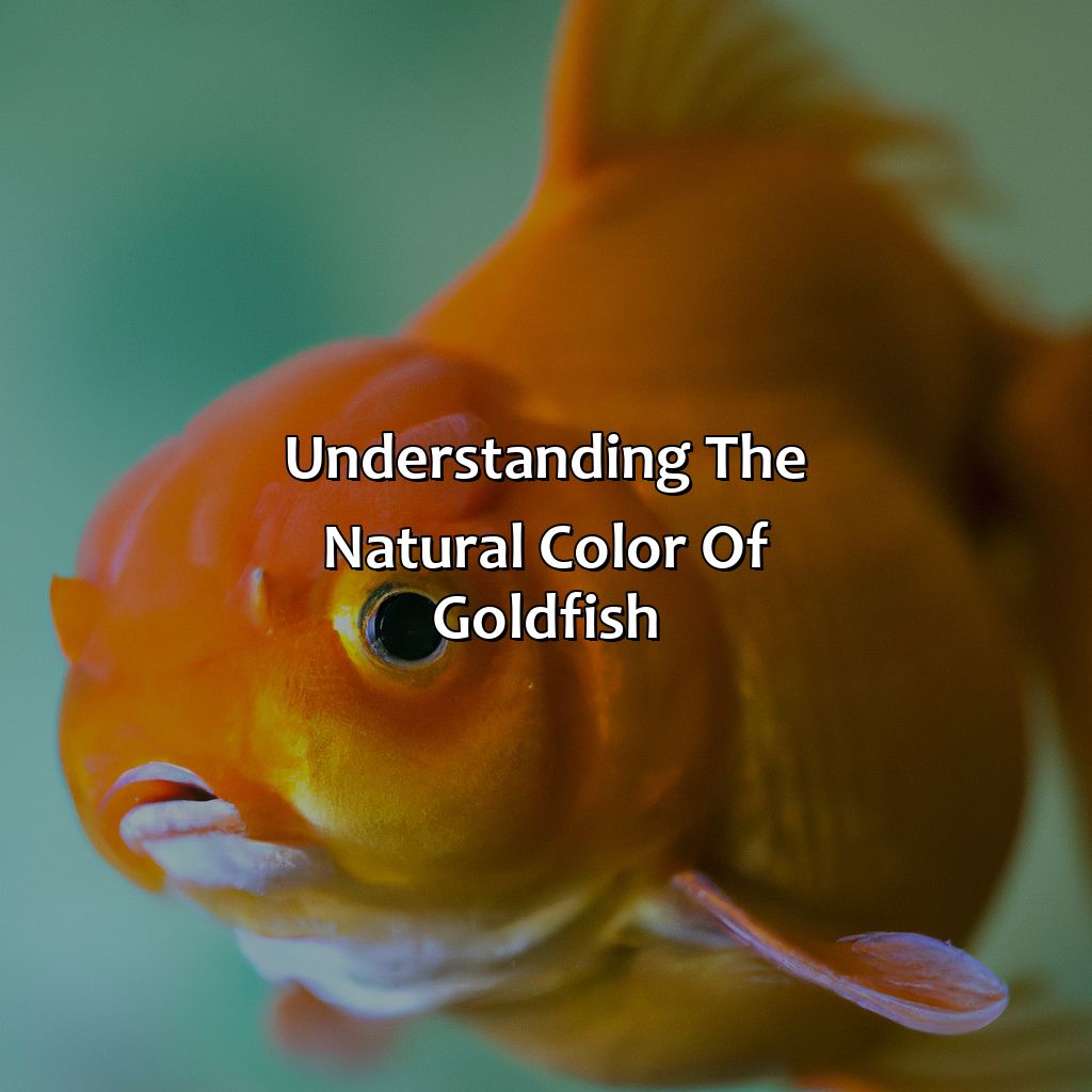 Understanding The Natural Color Of Goldfish  - What Color Is A Goldfish, 