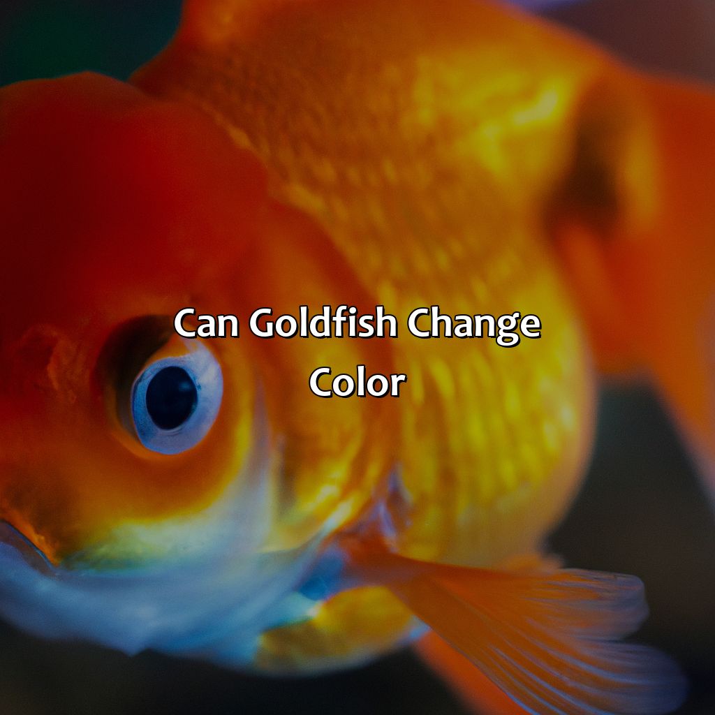 Can Goldfish Change Color?  - What Color Is A Goldfish, 