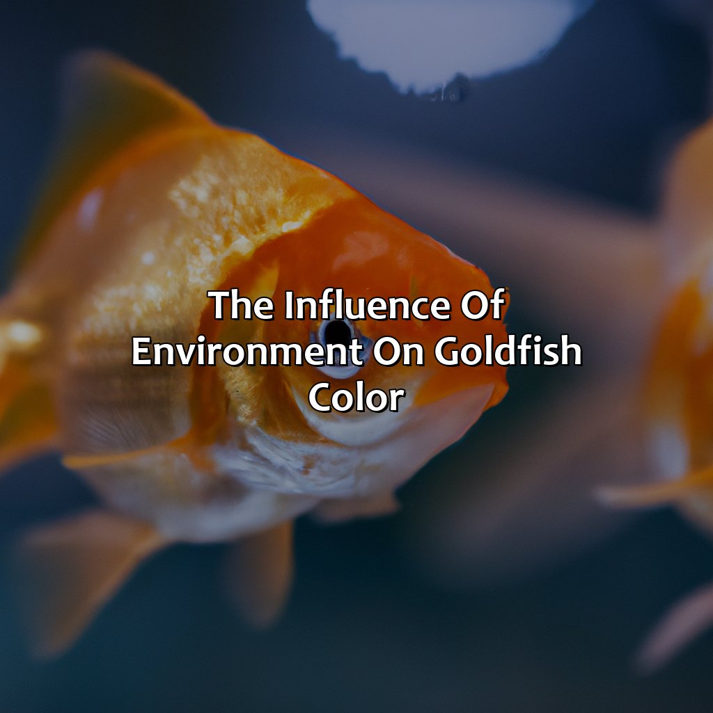 The Influence Of Environment On Goldfish Color  - What Color Is A Goldfish, 