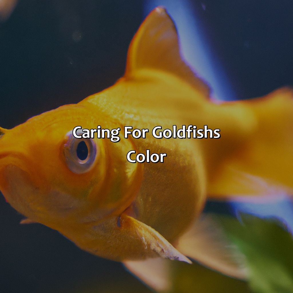 Caring For Goldfish
