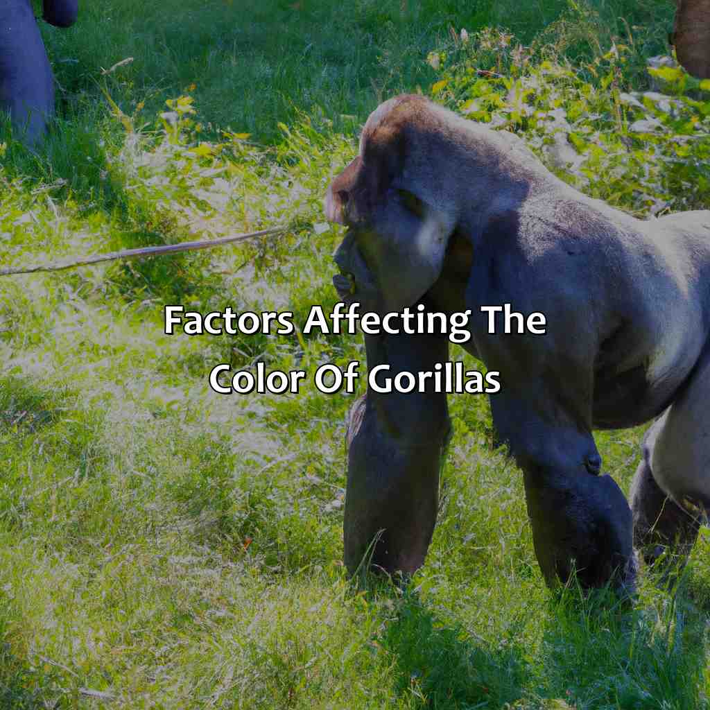Factors Affecting The Color Of Gorillas  - What Color Is A Gorilla, 
