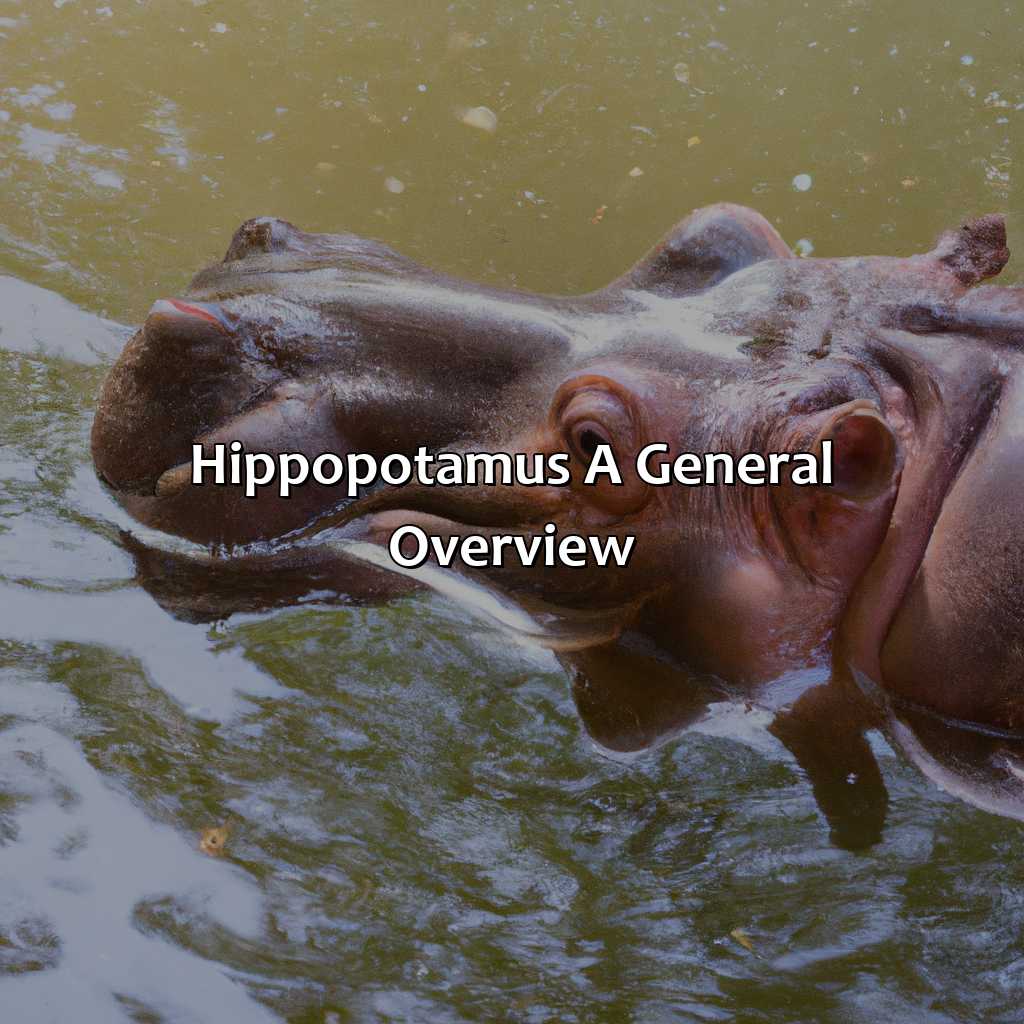 Hippopotamus: A General Overview  - What Color Is A Hippo, 