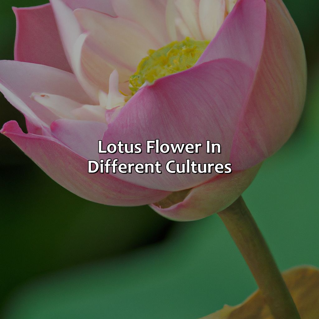 Lotus Flower In Different Cultures  - What Color Is A Lotus Flower, 