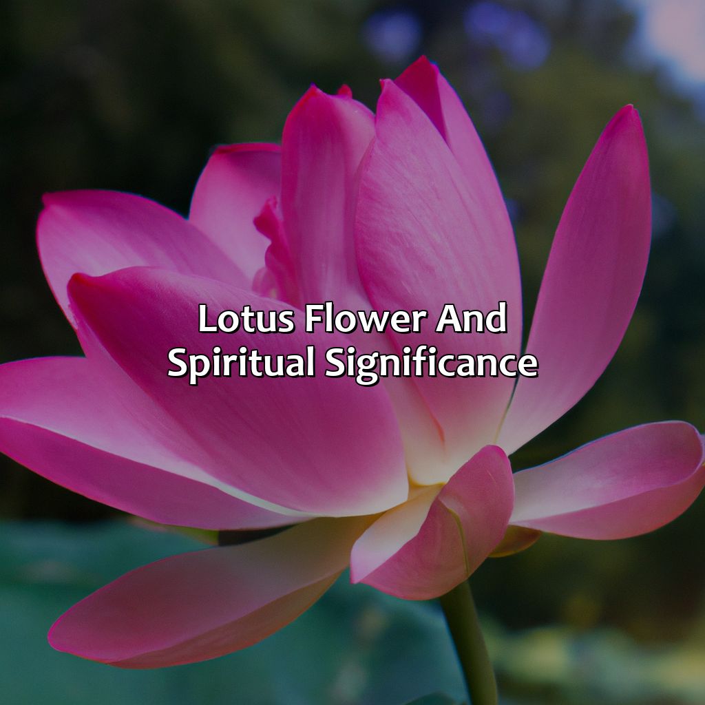 Lotus Flower And Spiritual Significance  - What Color Is A Lotus Flower, 