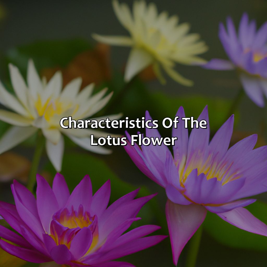 Characteristics Of The Lotus Flower  - What Color Is A Lotus Flower, 