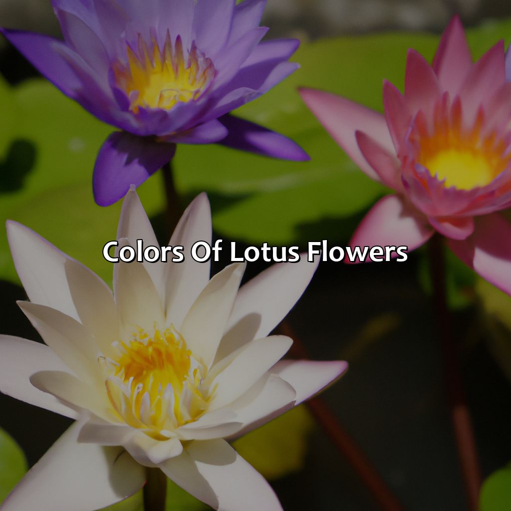 Colors Of Lotus Flowers  - What Color Is A Lotus Flower, 