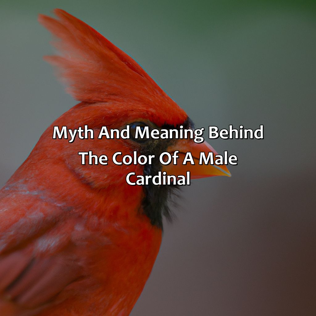 Myth And Meaning Behind The Color Of A Male Cardinal  - What Color Is A Male Cardinal, 