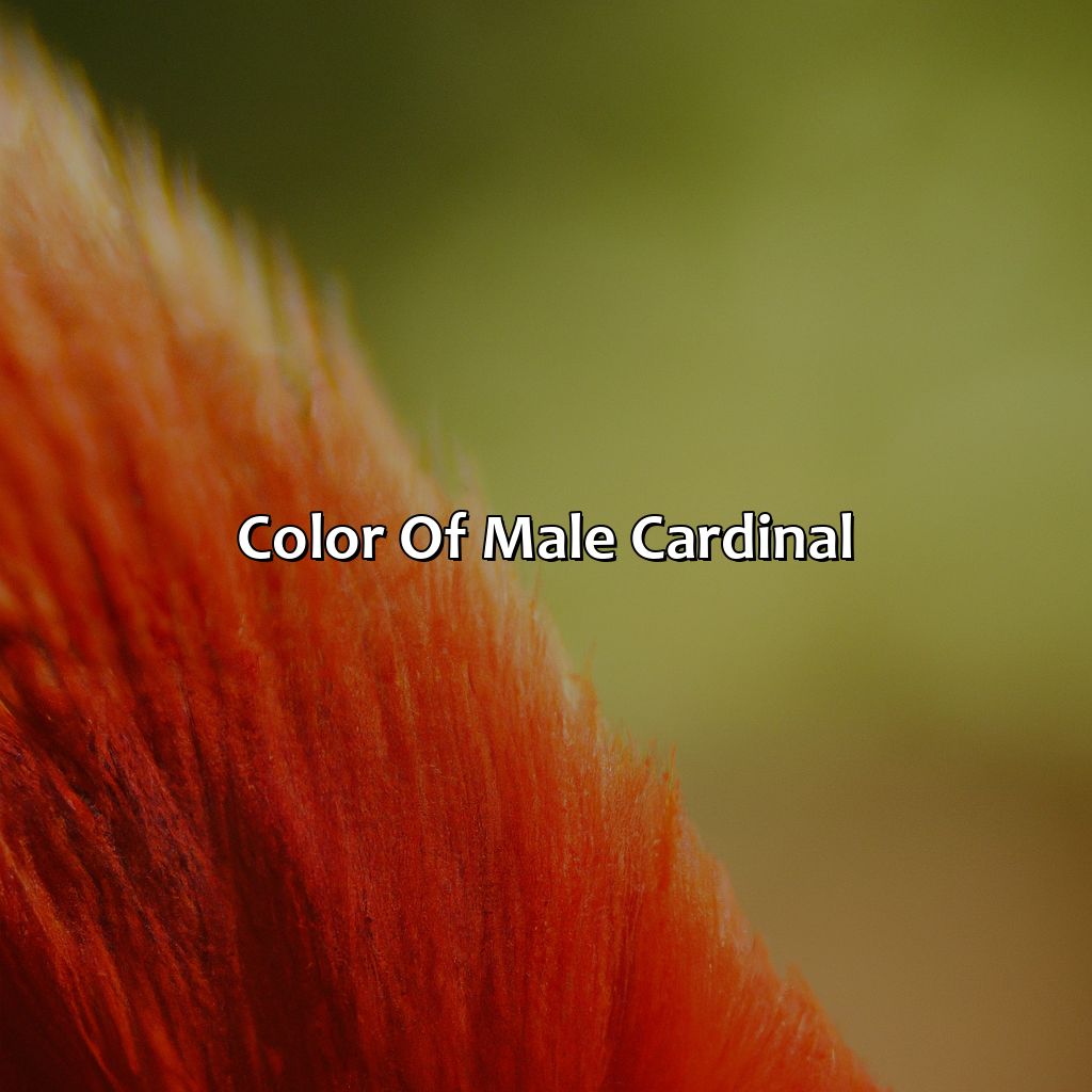 Color Of Male Cardinal  - What Color Is A Male Cardinal, 