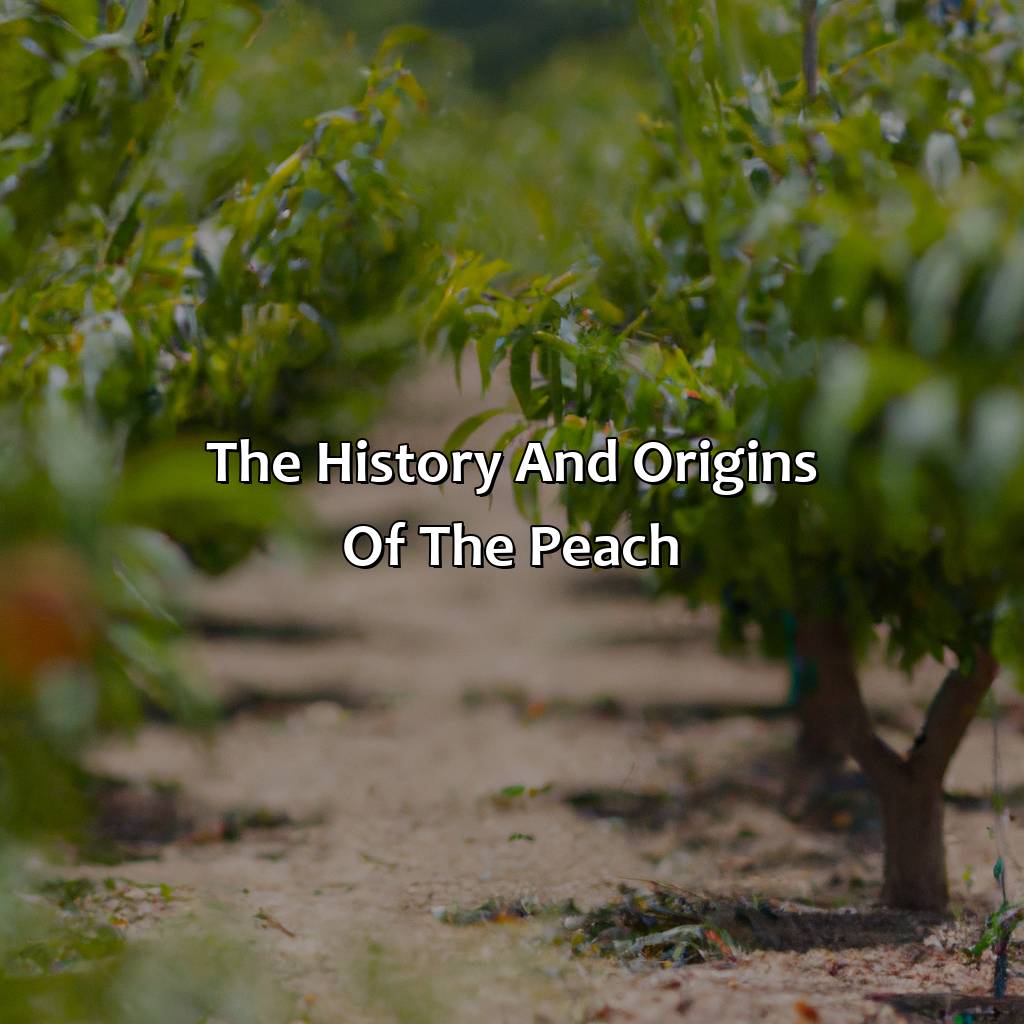 The History And Origins Of The Peach  - What Color Is A Peach, 