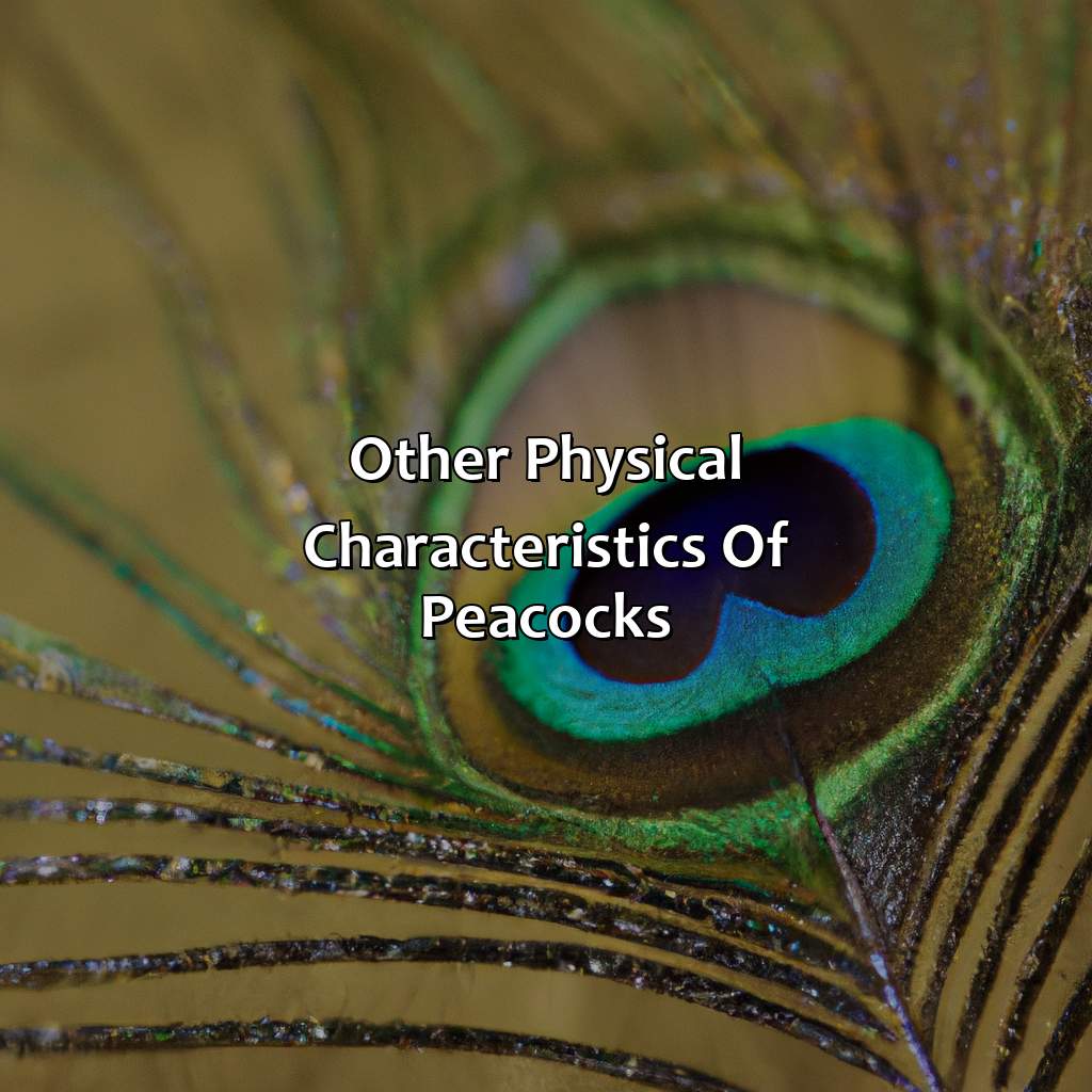 Other Physical Characteristics Of Peacocks  - What Color Is A Peacock, 