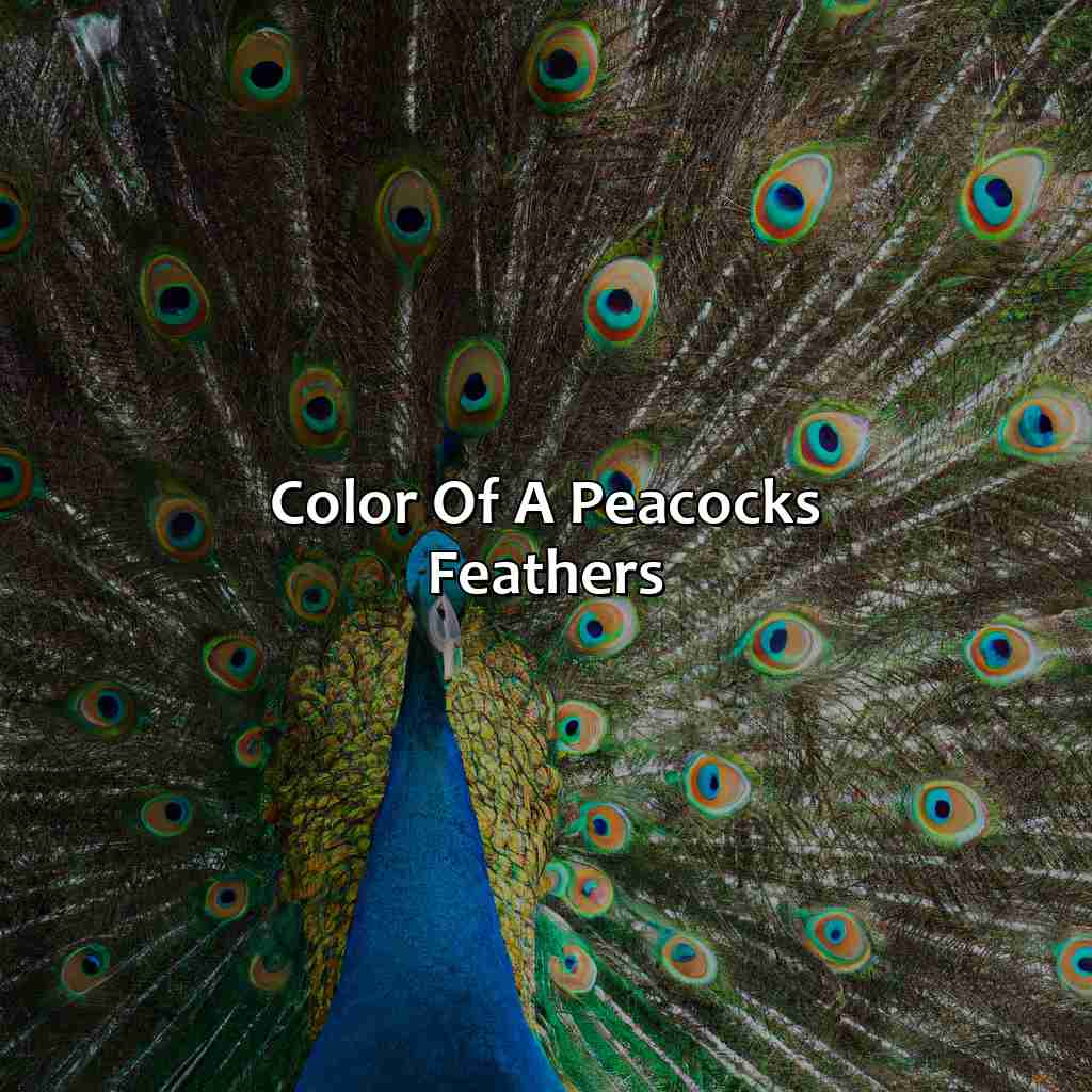 Color Of A Peacock
