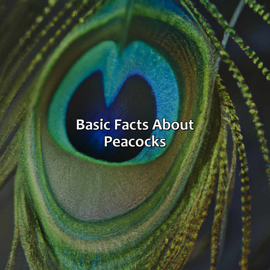 Basic Facts About Peacocks  - What Color Is A Peacock, 