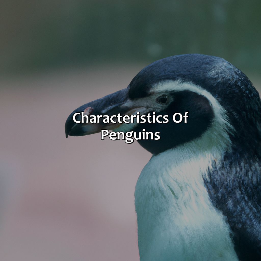 Characteristics Of Penguins  - What Color Is A Penguin, 