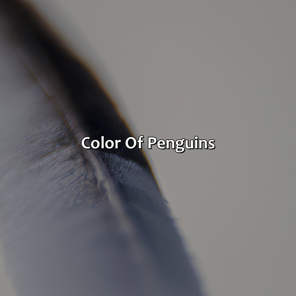 Color Of Penguins  - What Color Is A Penguin, 