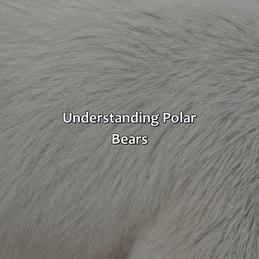 Understanding Polar Bears  - What Color Is A Polar Bears Fur, 