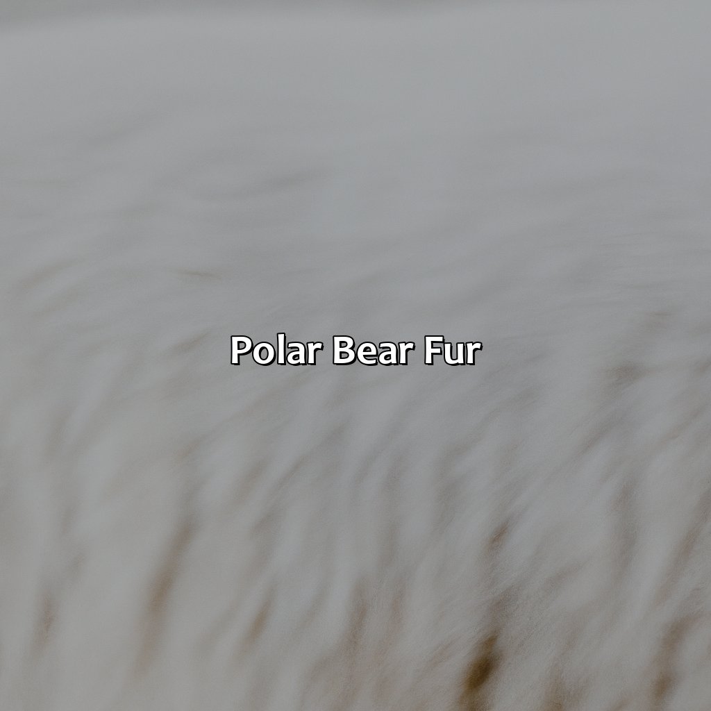 Polar Bear Fur  - What Color Is A Polar Bears Fur, 